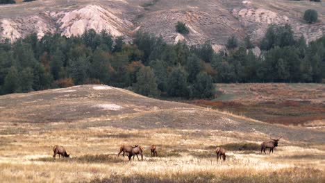 Elk-Grazing-And-On-The-Lookout-On-A-Mountainside