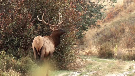 Elk-Walking-On-A-Hillside-And-Grazing-At-Dusk