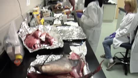Noaa-Fisheries-Scientists-Take-Seafood-Samples-From-Fish-From-The-Gulf-Of-Mexico-After-The-Deepwater-Horizon-Bp-Oil-Spill