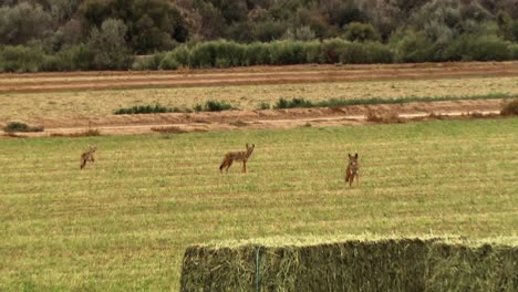 Yelping-Coyotes-Are-Shown-In-A-Field-At-A-Farm-With-Hay-Bales-In-North-America