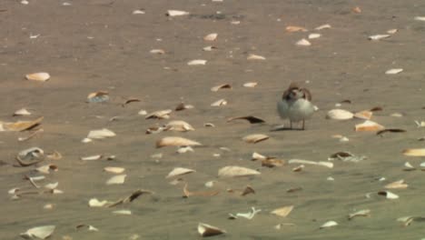 Piping-Plovers-Are-Seen-On-A-Beach