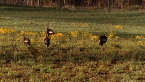 Turkeys-Are-Seen-Strutting-Through-A-Field