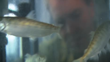 Scientists-At-The-Pacific-Northwest-National-Laboratory-Observe-Fish-In-A-Research-Tank