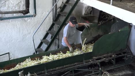 Madeira-Sugar-Cane-Mill-Crushed-Cane