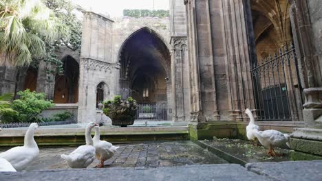 Spain-Barcelona-Cathedral-With-Door-And-Geese