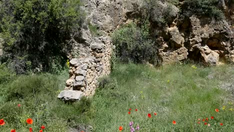 Spain-Flowers-And-Aqueduct-Ruin