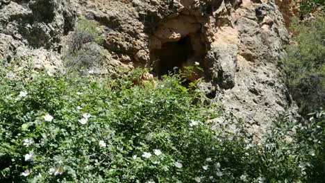 Spain-Flowers-And-Hole-In-Rock