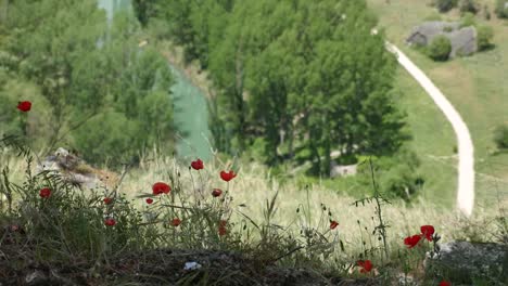 Spain-Jucar-River-And-Poppies-Near-Cuenca