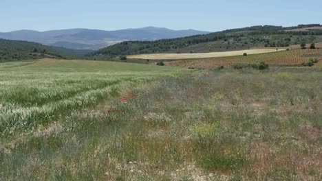 Spanien-Meseta-Mohn-Und-Rand-Des-Weizenfeldes