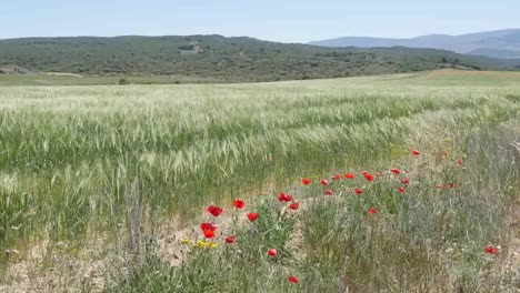 Spain-Meseta-Poppies-And-Wheat-Blowing-In-Wind