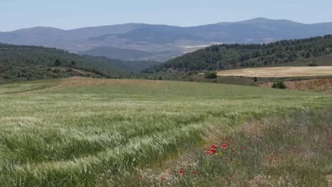 Spanien-Meseta-Mohnblumen-In-Weizenfeldlandschaft