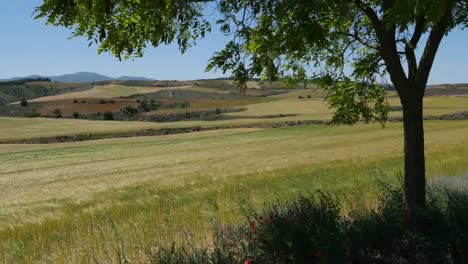 Spain-Meseta-Tree-Frames-Wheat-Field-View