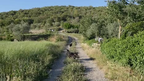 Spain-Pyrenees-Country-Lane-And-Dogs-Chasing-Stick
