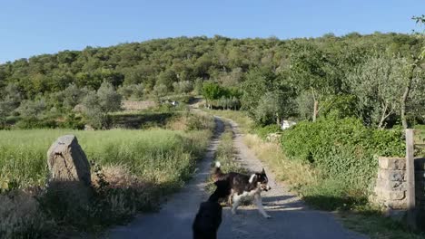 Spanien-Pyrenäen-Landstraße-Und-Hunde-Werden-Stick