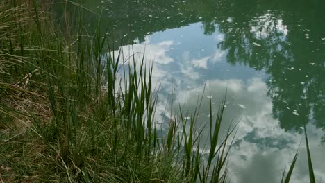 Spain-Rio-Jucar-Reflections-And-Reeds