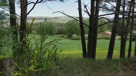 Spain-Sierra-De-Gudar-Wheat-Field-Between-Trees