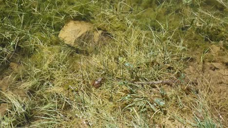 Spain-Frog-In-Pond