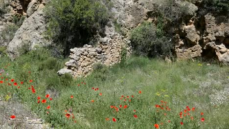 Spain-Poppies-And-Aqueduct-Ruin