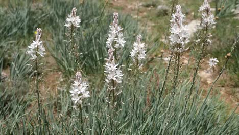 Spain-White-Onion-Weed-Flowers-In-A-Cluster