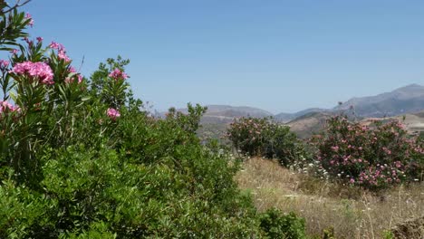 Greece-Crete-Landscape-With-Oleander