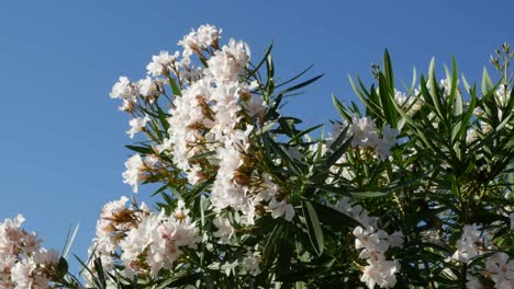 Greece-Crete-Oleander-Blossoms