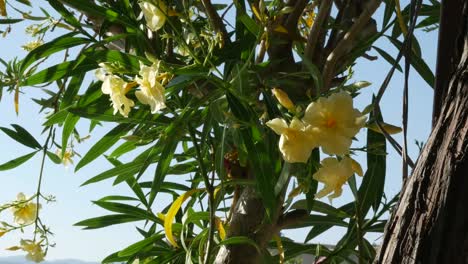 Greece-Crete-Oleander-Flower