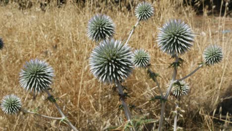 Greece-Crete-Spiny-Green-Globe-Thistle-And-Dry-Grass