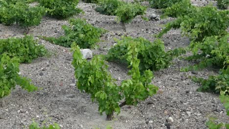 Greece-Santorini-Grape-Vines