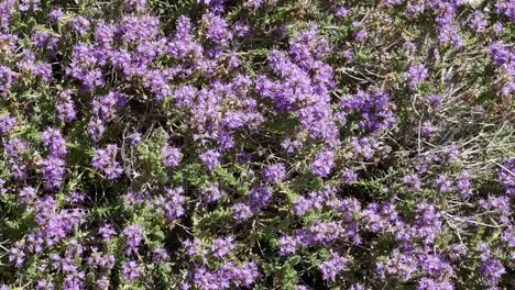 Greece-Santorini-Purple-Wildflower