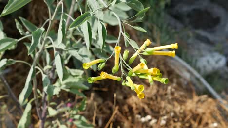 Greece-Santorini-Yellow-Trumpet-Shaped-Wildflower