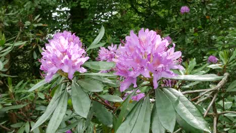 Irland-Rhododendron-Blumen-In-Der-Sonne