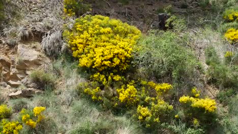 Spain-Pyrenees-Spanish-Broom-Flowers