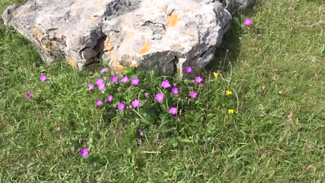 Irland-County-Clare-The-Burren-Blutige-Storchschnabelblumen-Herauszoomen