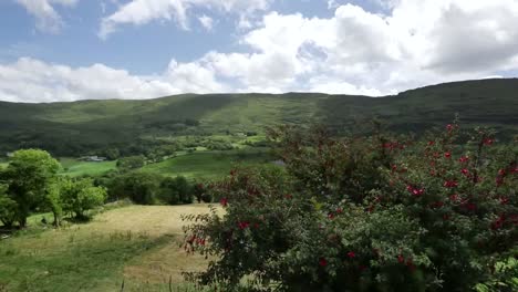 Irland-County-Kerry-Hills-Field-Und-Fuchsia-Strauch