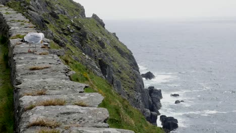 Ireland-Dingle-Peninsula-Slea-Head-Sea-Gull