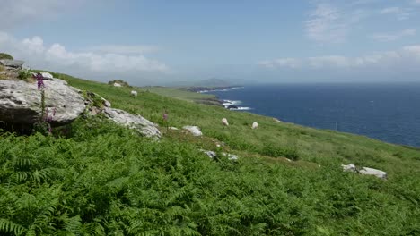 Ireland-Dingle-Peninsula-Hillside-With-Sheep