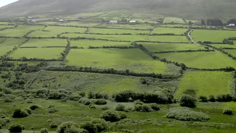 Irland-Dingle-Landschaft-Mit-Hecken