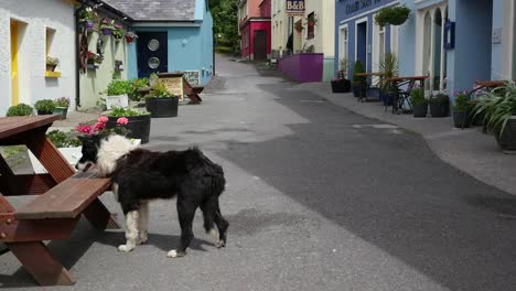 Ireland-Dingle-Street-With-Dog