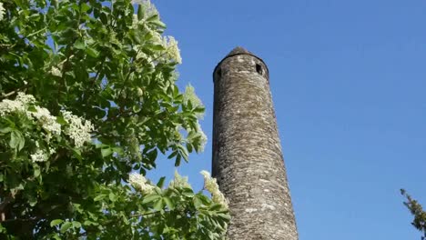 Ireland-Glendalough-Round-Tower-Top-With-Elderflower-Shrub-Zoom-In
