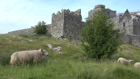 Irland-Rock-Of-Cashel-Ansicht-Von-Unten-Mit-Schafen