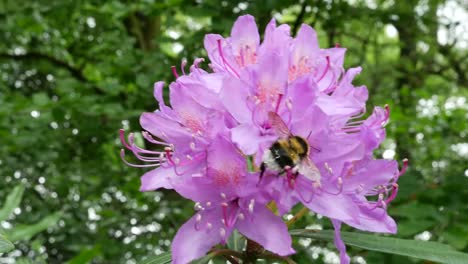 Ireland-Rhododendron-Pink-Flowers-With-Bumblebee