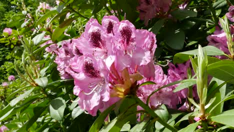 Ireland-Rhododendrons-Pink-And-Magenta-Flowers-In-Sun