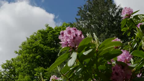 Irlanda-Rododendros-Rosa-Y-Magenta-Flores-En-Lo-Alto