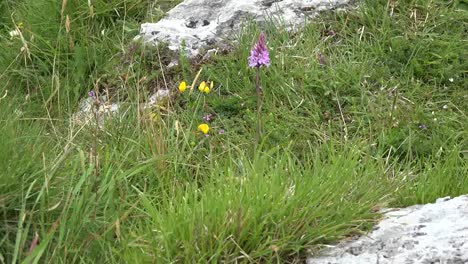 Irland-Die-Burren-Gräser-Und-Orchideen