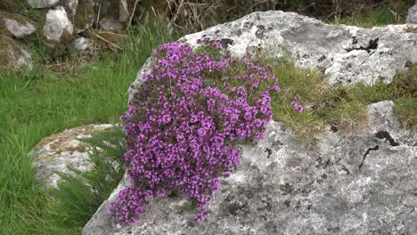 Ireland-The-Burren-Limestone-Rocks-With-Wild-Thyme