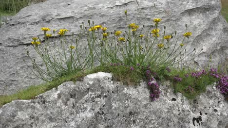 Ireland-The-Burren-Limestone-Rocks-With-Yellow-Hawksweed-Blowing