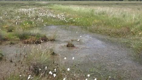 Ireland-Clara-Bog-Cotton-Grass-And-Water