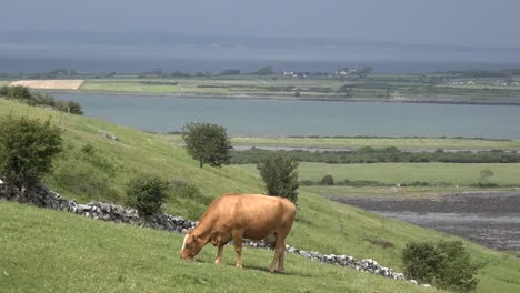 Ireland-County-Clare-Cow-Grazing-On-Hillside-Above-Estuary