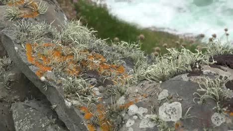 Ireland-County-Clare-Mosses-And-Lichens-On-Rocks