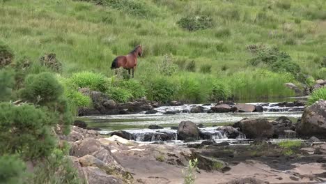 Ireland-County-Mayo-Horse-By-A-Mountain-Stream